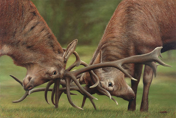 diarmuid kelly rutting deer