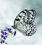 dottie dillard photography